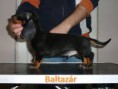 /album/kepgaleria-b-alom/baltazar-jpg1/