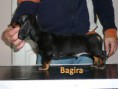 /album/kepgaleria-b-alom/bagira-jpg1/