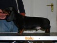 /album/kepgaleria-b-alom/balu-jpg/
