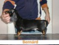 /album/kepgaleria-b-alom/bernard-jpg/